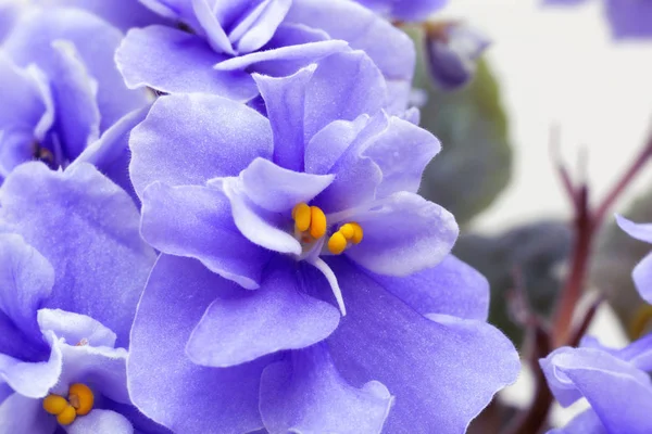 Fialové Květiny Rozmazané Abstraktní Květinové Pozadí Purpurovém — Stock fotografie