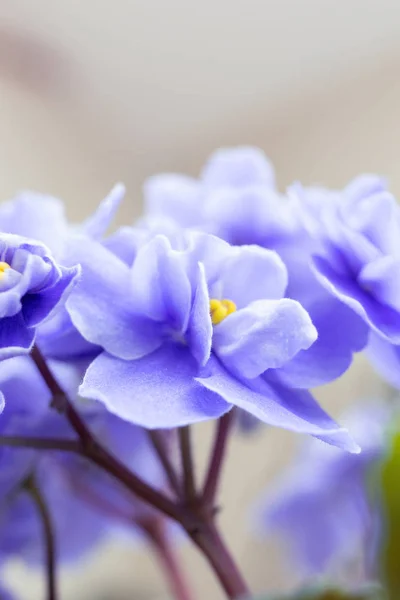 Flores Violetas Desfocado Fundo Floral Abstrato Roxo — Fotografia de Stock