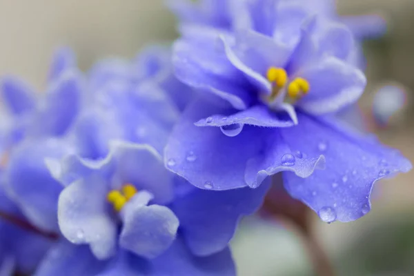 Flores Violetas Desfocado Fundo Floral Abstrato Roxo — Fotografia de Stock