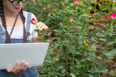 Agricultural woman holding a tablet in the rose garden.