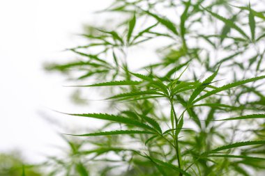 Esrar yakın çekim.