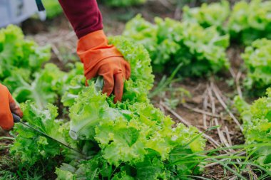 Bahçesinde sebze toplayan bahçıvanlar..