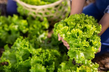 Kadın tarımının ellerinde salata.