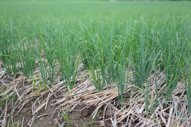 Bahçede yetişen arpacık soğanı ağacı.