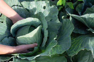 Lahanayı kucaklayan çiftçinin eli..