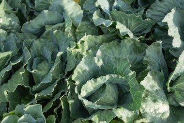 Güzel lahana çiçeği arka planı.