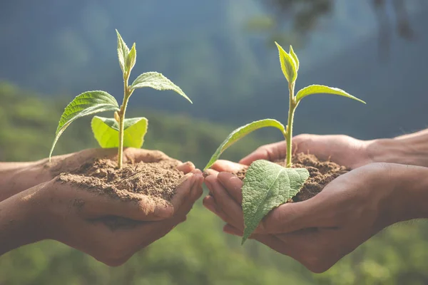 Concepto Conservación Ambiental Jardín Para Niños — Foto de Stock