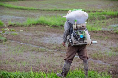 Çiftçiler yerdeki tohum spreylerini kullanıyorlar..