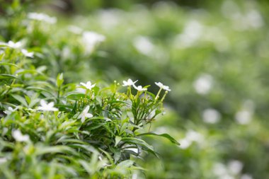 Arka planda beyaz çiçekli yeşil bitki örtüsü, bulanık yapraklar.