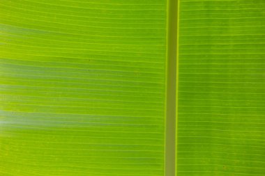 Muz yapraklarının yüzey detayları.