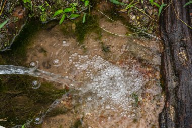 Akan su birikintileri ve etrafındaki bitkiler.