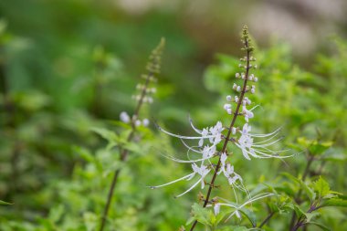 Dalların tepesindeki yeşil yaprakların arka planı ve bulanık arkaplan.