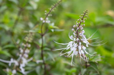 Dalların tepesindeki yeşil yaprakların arka planı ve bulanık arkaplan.