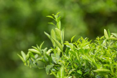 Sebze bahçesinin yeşil yapraklı arka planının.
