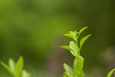 Sebze bahçesinin yeşil yapraklı arka planının.