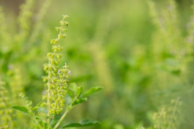 Sebze bahçesinin yeşil yapraklı arka planının.