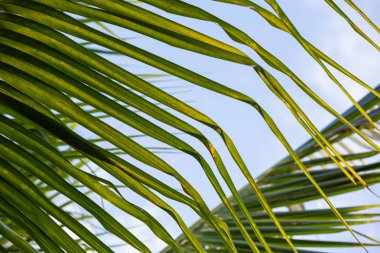 Yeşil yaprakların arkaplanı.