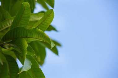 Yeşil yaprakların arkaplanı.