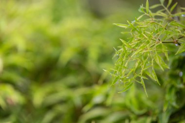 Güzel doğal arkaplanın yakın plan çekimleri..