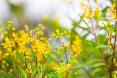 Güzel doğal arkaplanın yakın plan çekimleri..