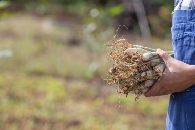 Çiftçinin eli, sebzeyi elinde tutan kadın ve pirinç tarlasının arka planı..