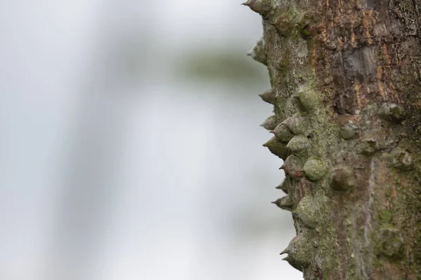 Thorns Cotton Trees Blurred Background — Fotografia de Stock