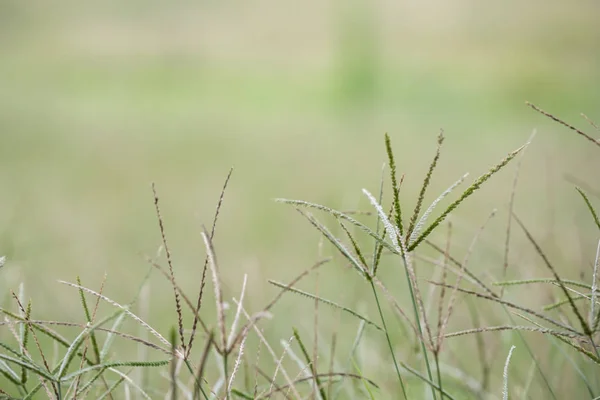 Swollen Finger Grass Winding Has Grass Blurred Background — Fotografia de Stock