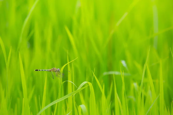 Dragonfly Top Grass Evening — Stock fotografie