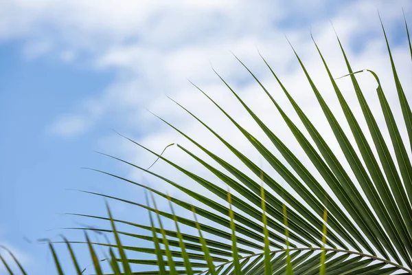 Background Green Leaves Spacing — Stock Photo, Image