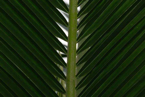 Patterned Green Leaf Background — Stock Photo, Image