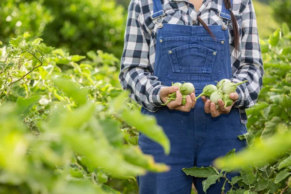 Ręka Farmera Kobieta Trzymająca Warzywo Dłoni Tło Pola Ryżu — Zdjęcie stockowe