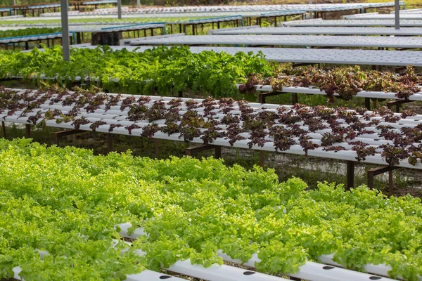 Lettuce greenhouse, open system, non-toxic.