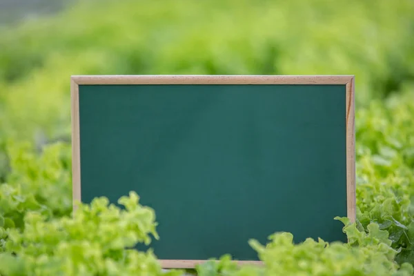 Green writing board placed on the scene of green plants in the nursery.