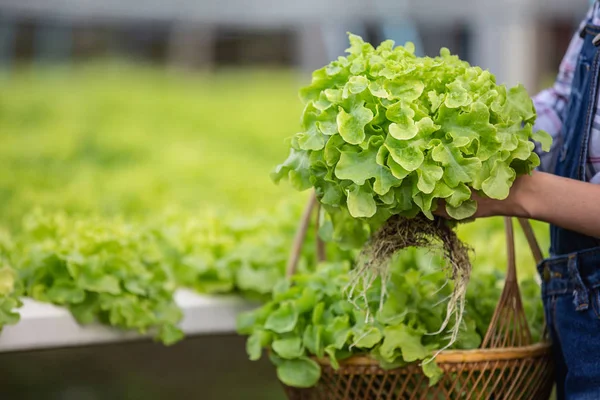 Girl Picking Lettuce Basket Nursery Imagens Royalty-Free