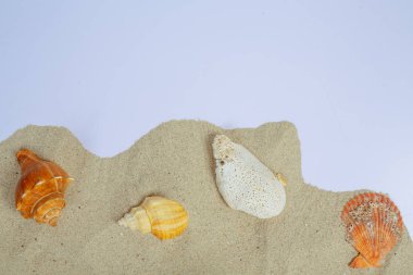 Deniz kabukları ile yaz konsepti beyaz bir arka plan ile kumun üzerine yerleştirilmiş.