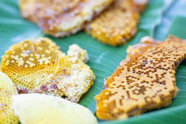 Muz yapraklarındaki yabani arı kovanları.