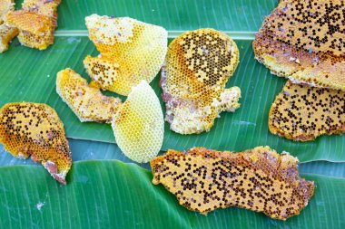 Muz yapraklarındaki yabani arı kovanları.