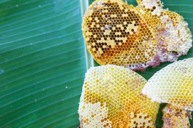 Muz yapraklarındaki yabani arı kovanları.