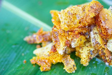 Muz yapraklarındaki yabani arı kovanları.