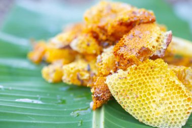 Muz yapraklarındaki yabani arı kovanları.