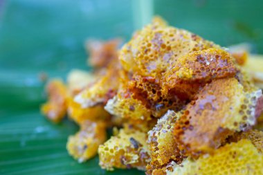 Muz yapraklarındaki yabani arı kovanları.