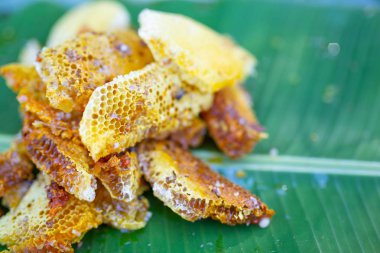 Muz yapraklarındaki yabani arı kovanları.