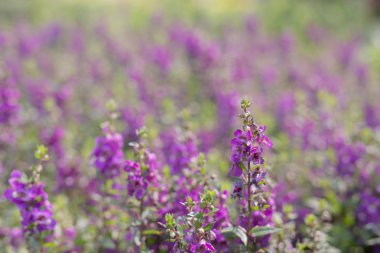 güzel mor çiçek arkaplanı.