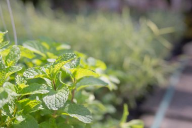 Yeşil yaprak arkaplanının yakın plan görüntüsü.