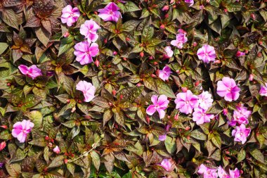 güzel renkli çiçek arkaplanı.