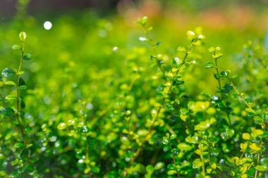 Yeşil yaprak arkaplanının yakın plan görüntüsü.