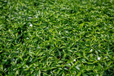 Yeşil yaprak arkaplanının yakın plan görüntüsü.