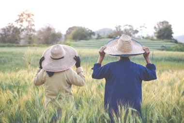 Çiftçiler arpaları mutlu hasat eder.