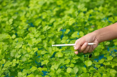 Hidrofonik sistem, sebze ve ot ekme sağlık, modern gıda ve tarım tasarımı kavramları için toprağı kullanmadan..