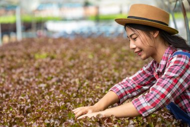 Hidrofonik sistem, sebze ve ot ekme sağlık, modern gıda ve tarım tasarımı kavramları için toprağı kullanmadan..